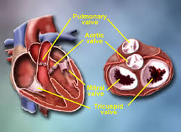 heart valu repair
