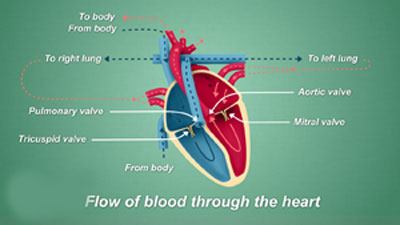 Blood flow through heart