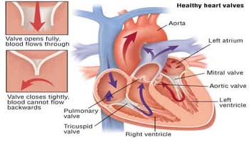 Top Surgeon For Mitral Valve Repair