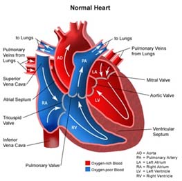 Best Hospitals for Transposition of the Great Arteries (TGA) Surgery in India